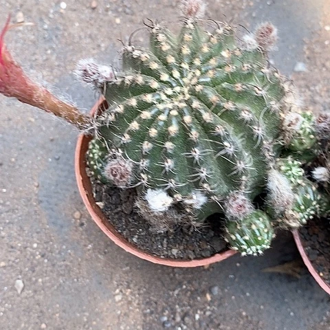 昭和仙人球256789