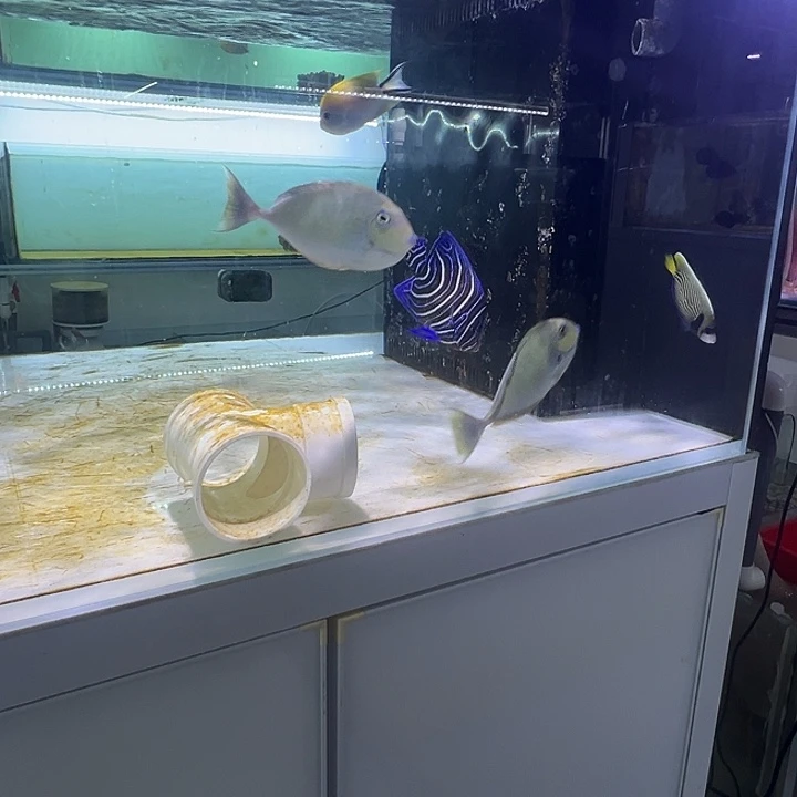 闪***阳海水鱼一条皇后13-14，河北