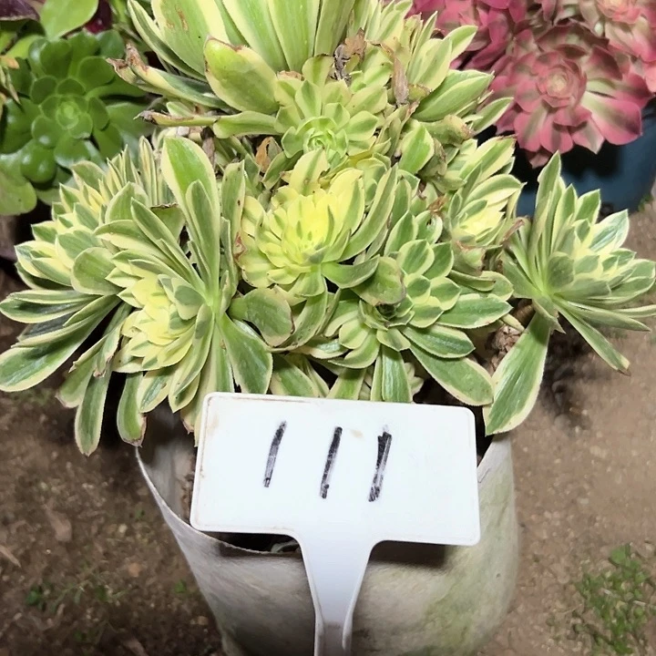 多肉植物艳宁法师