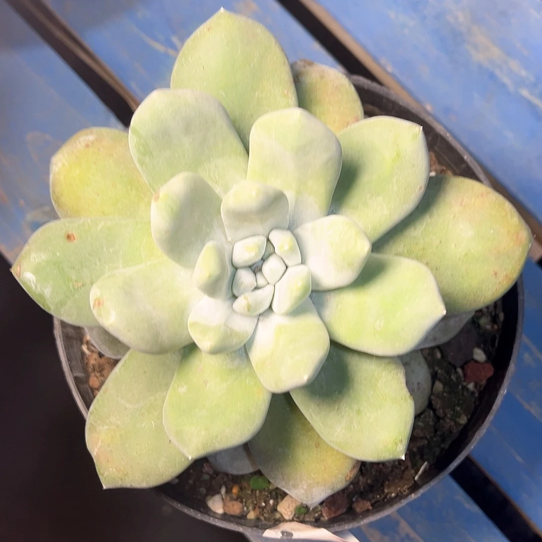 花朵拇指老桩红拇指量拍