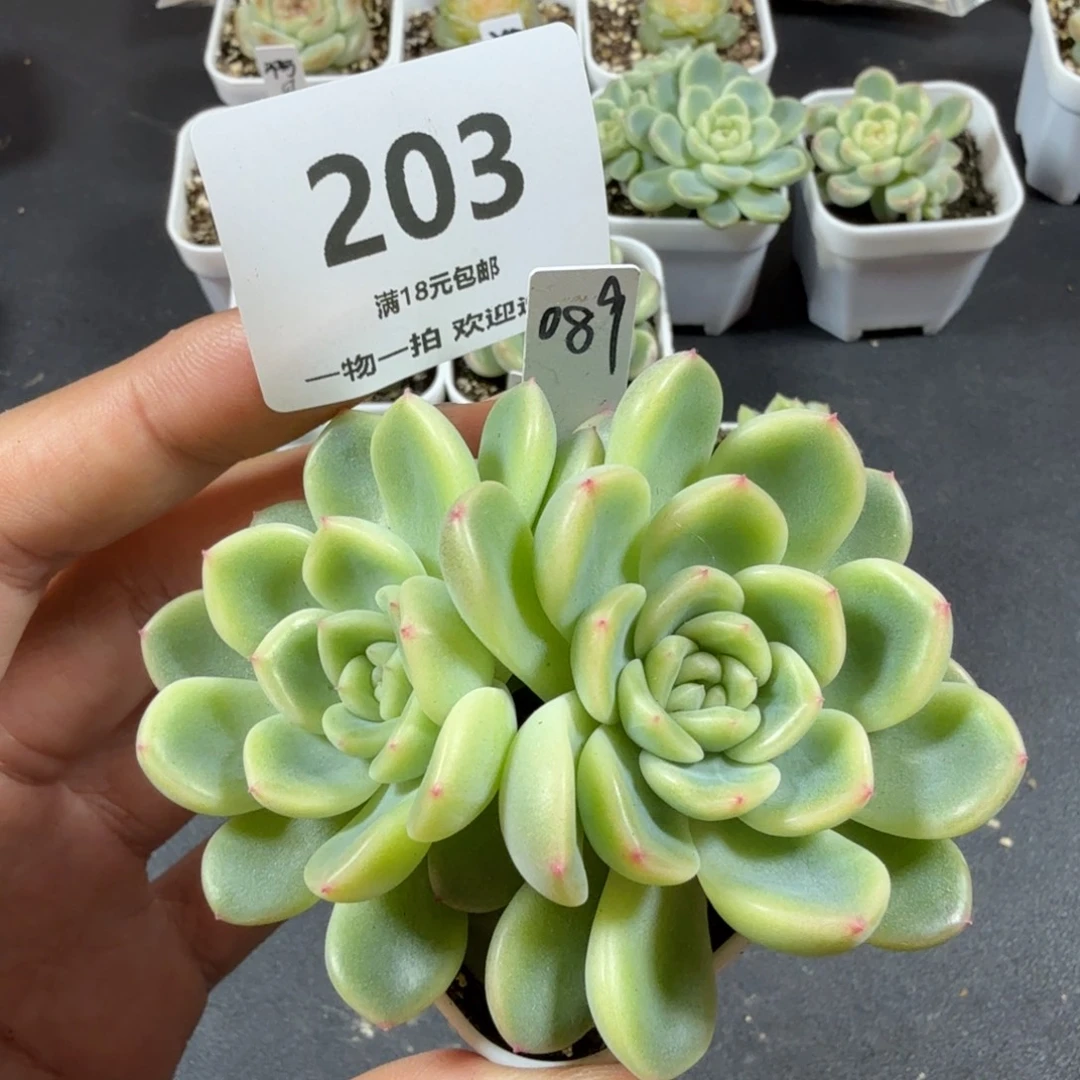 甜心089一物一拍203