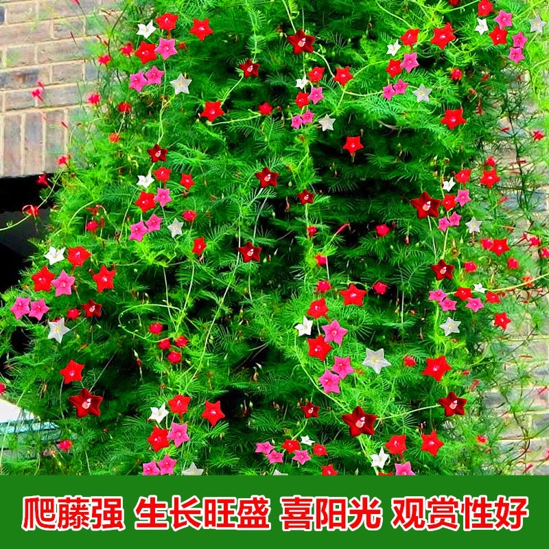 羽叶茑萝种子爬藤植物四季播种开花五角星花种籽子大全庭院花籽孑