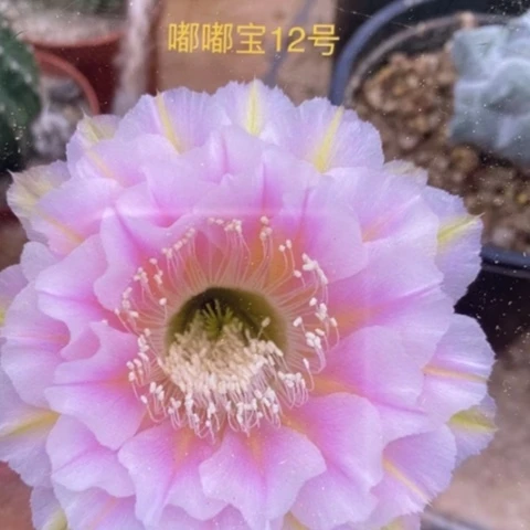 无花朵12 号彩草仙人球侧芽3+