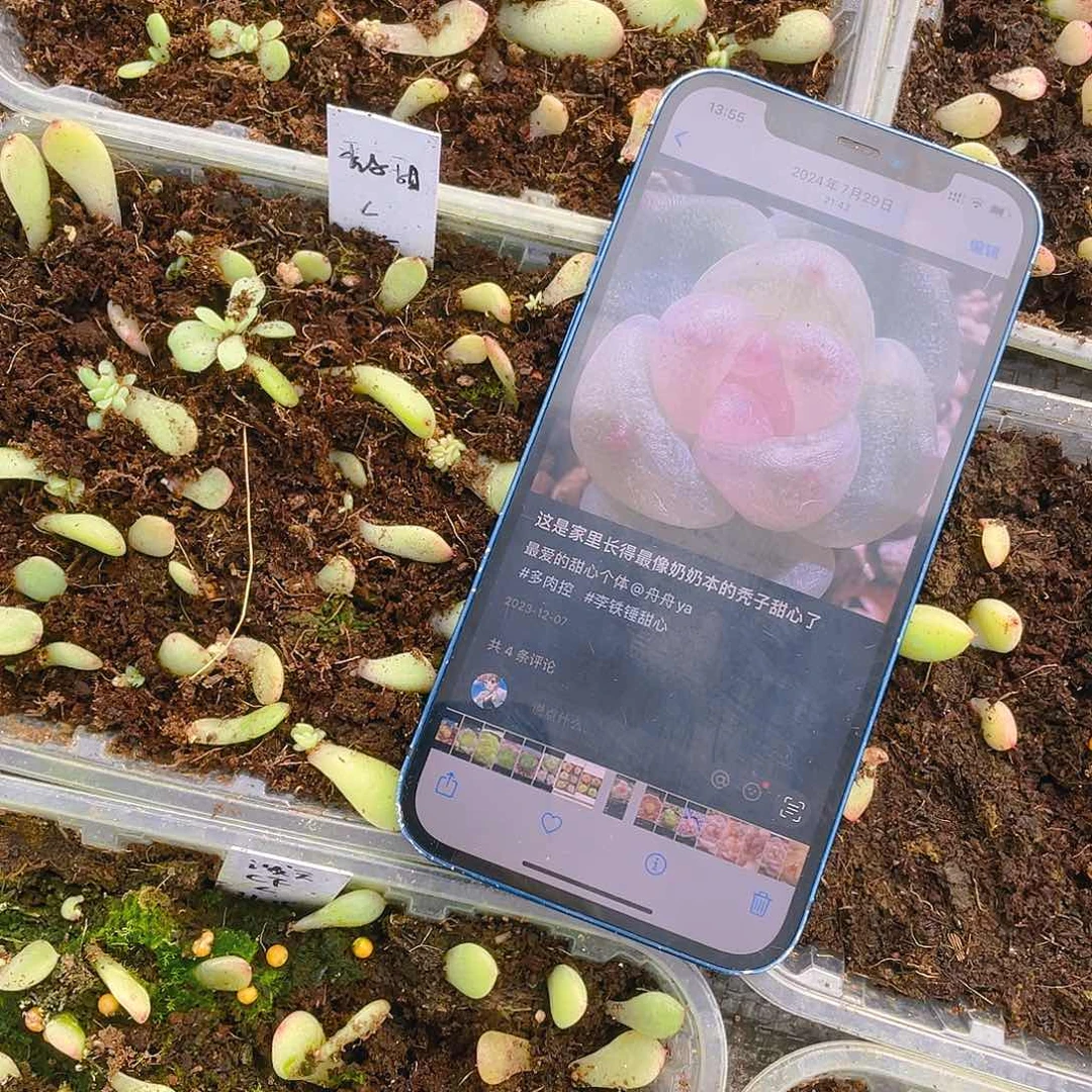 秃子芝麻苗一个满25包邮