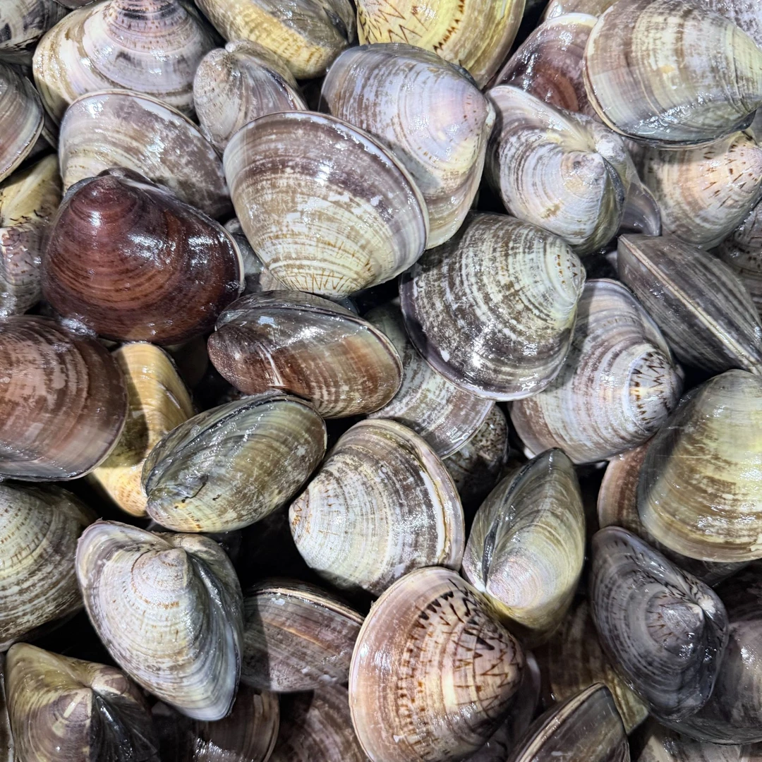 青蛾【福建省内拍】