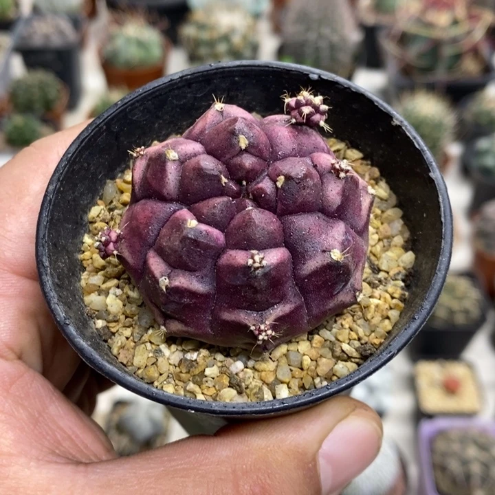 梦想牡丹特价福利