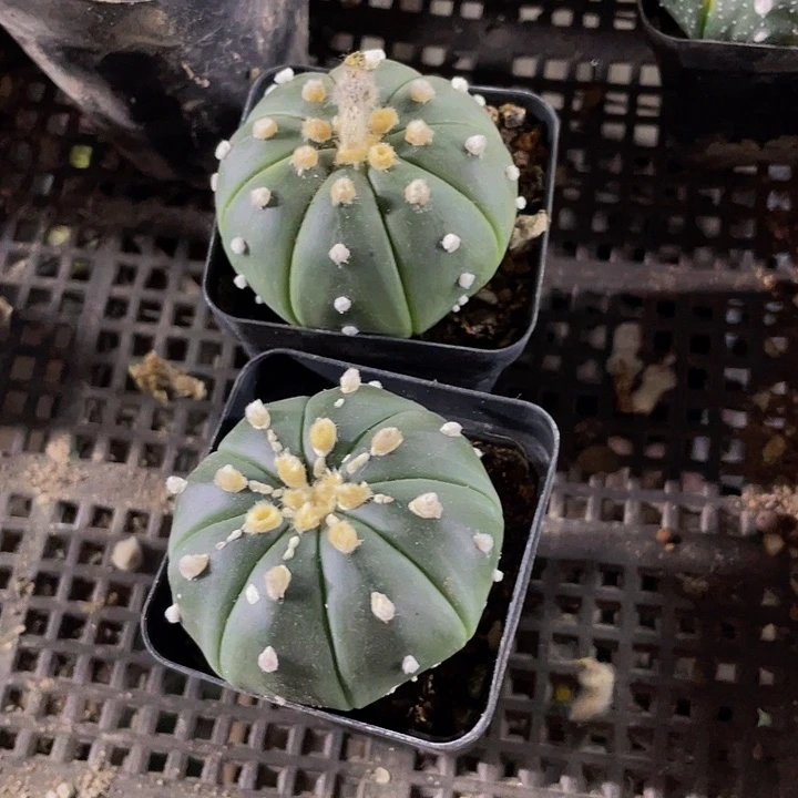 大南瓜3.8带盆土发