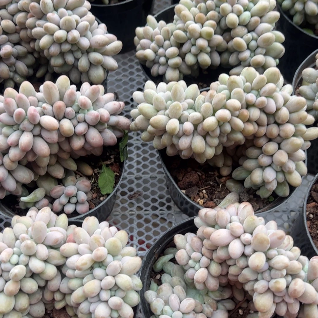 汤圆缀化多肉植物精品