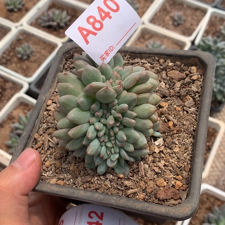 钟***泡840 满28包邮冷链脱土发货
