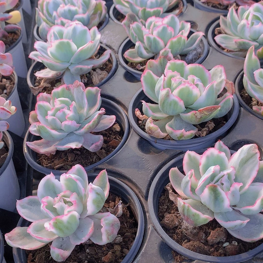 伯克利锦234567889900