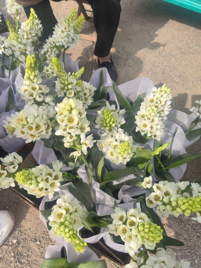 【宫廷卉】圣心百合盆栽耐寒度比较高