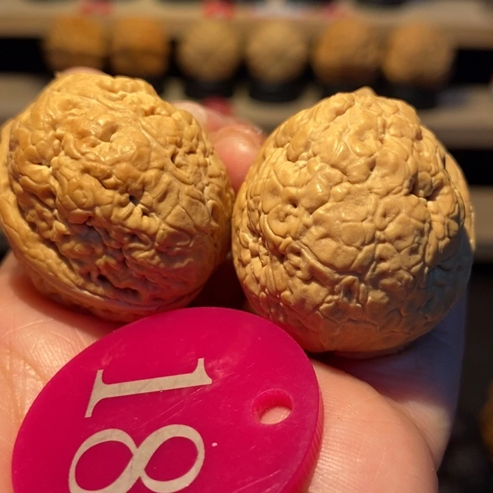 木质类爆米花34尺寸