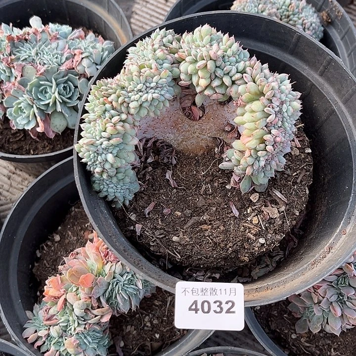 阿雅园艺。       4032白胖子缀