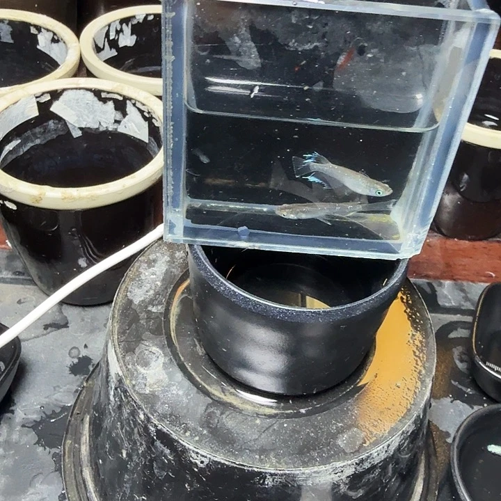 青鳉鱼56号拍品奶酪