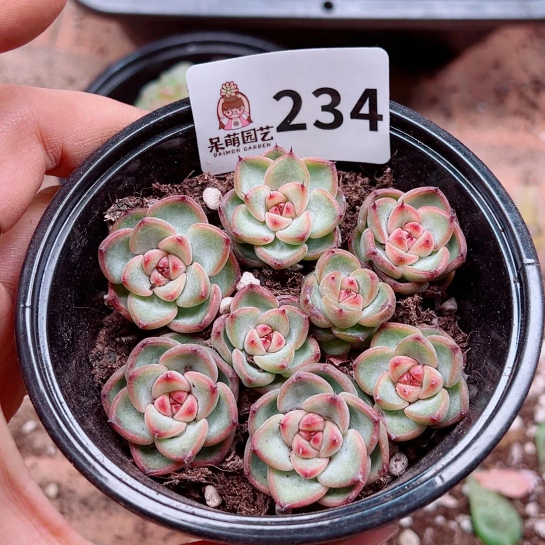 多肉植物多肉植物