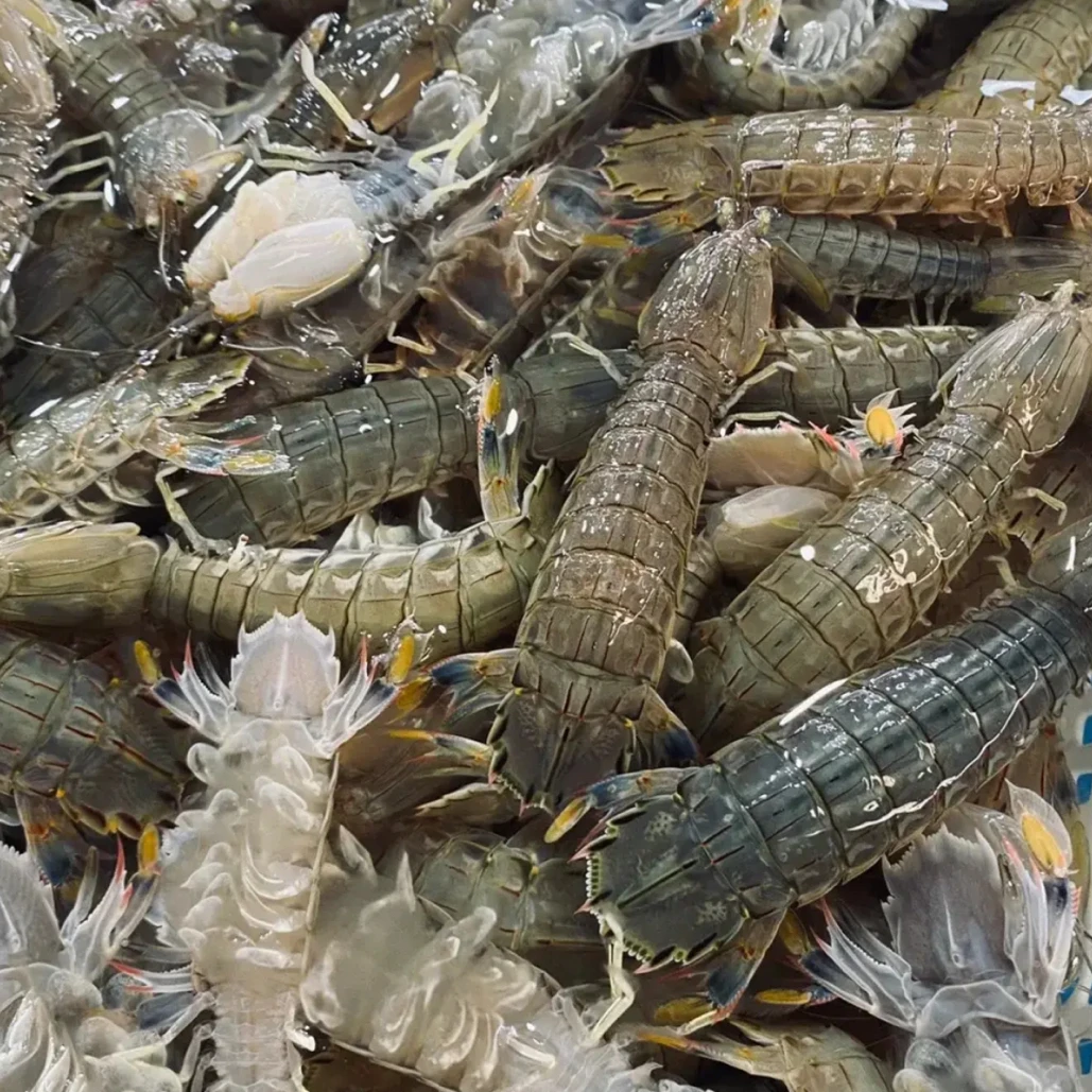 【保鲜不保活】东港本地母虾爬子皮皮虾 13-15只/斤野生虾爬