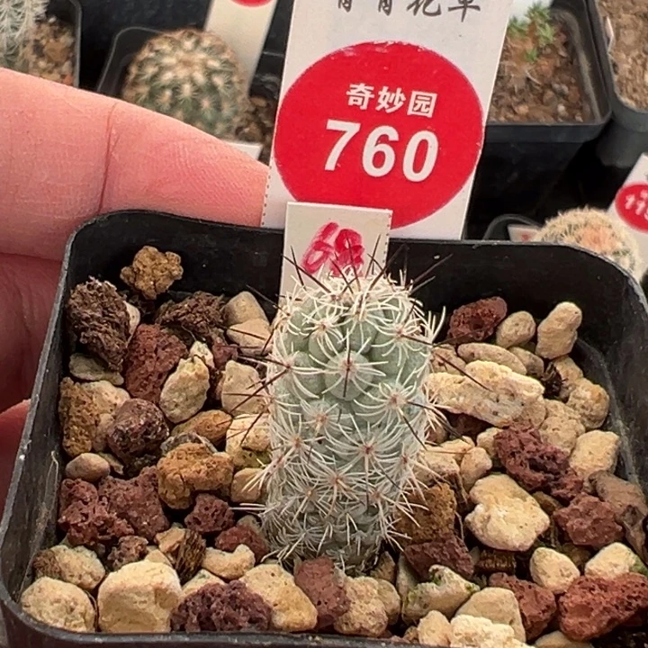 实生带中刺马贼1.3cm
