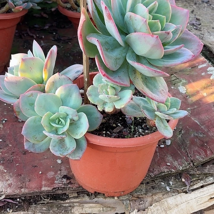 一物一拍多肉血凤96号