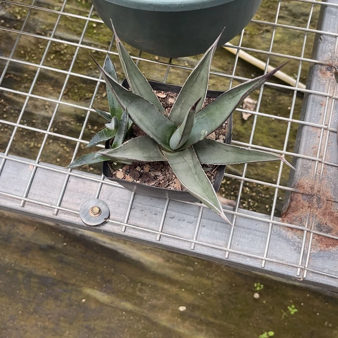 弦***。三十三间堂龙舌兰