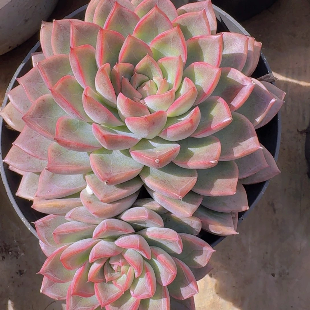 1330杂交凡艺多肉