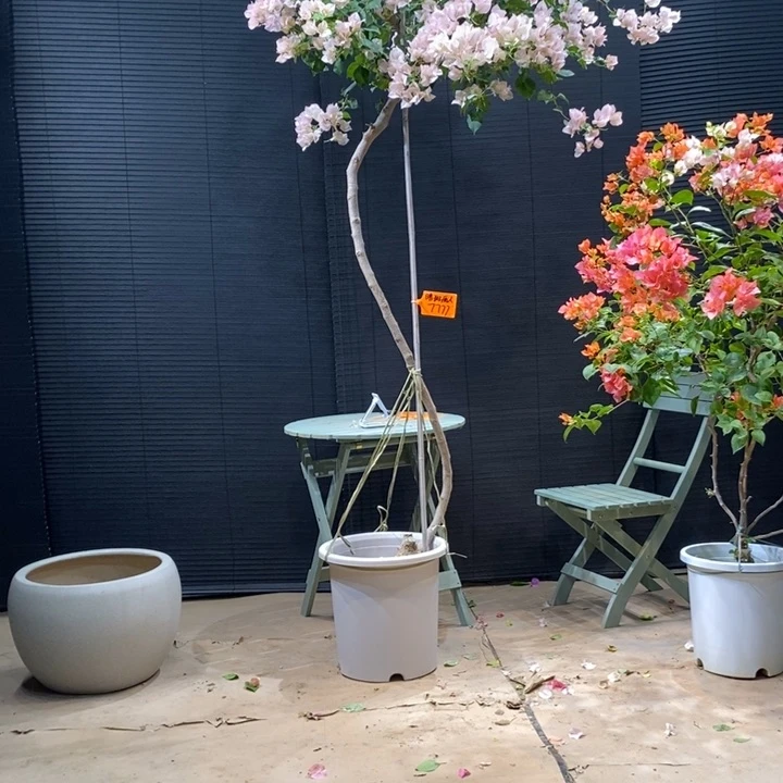 完全开放福***哥暗斑丽人