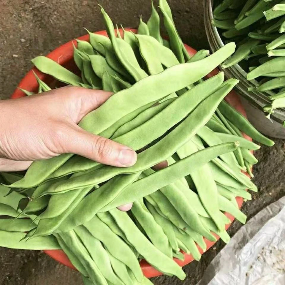 地豆王一号豆角种子 无架四季豆菜豆早熟抗病 宽荚新鲜无筋豆种籽