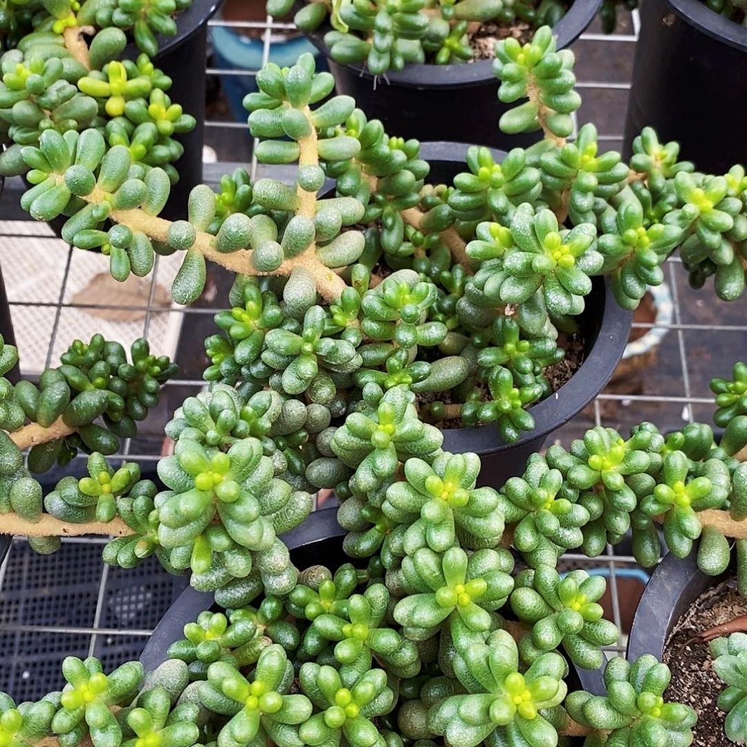 绿龟卵整桩整群多头群生