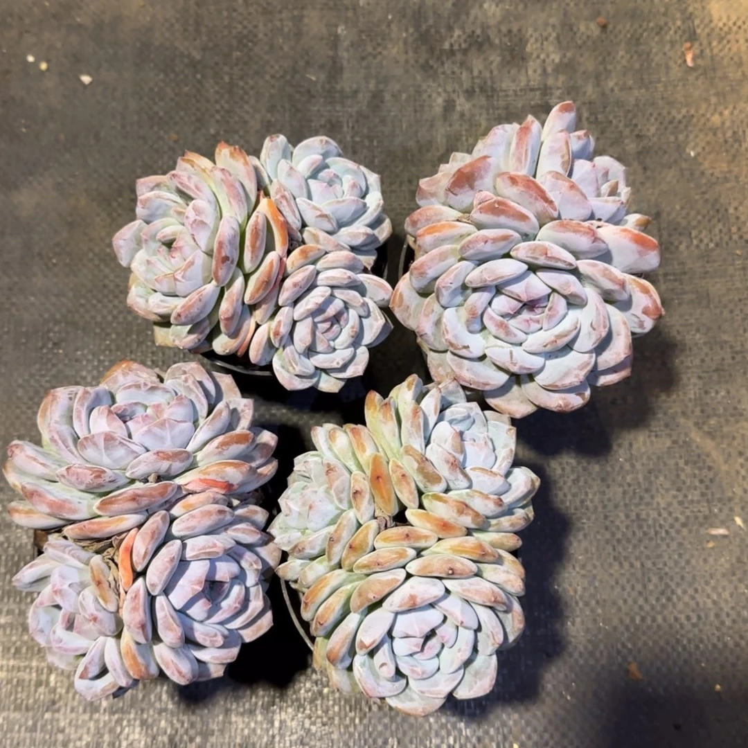 四颗星影一物一拍雨