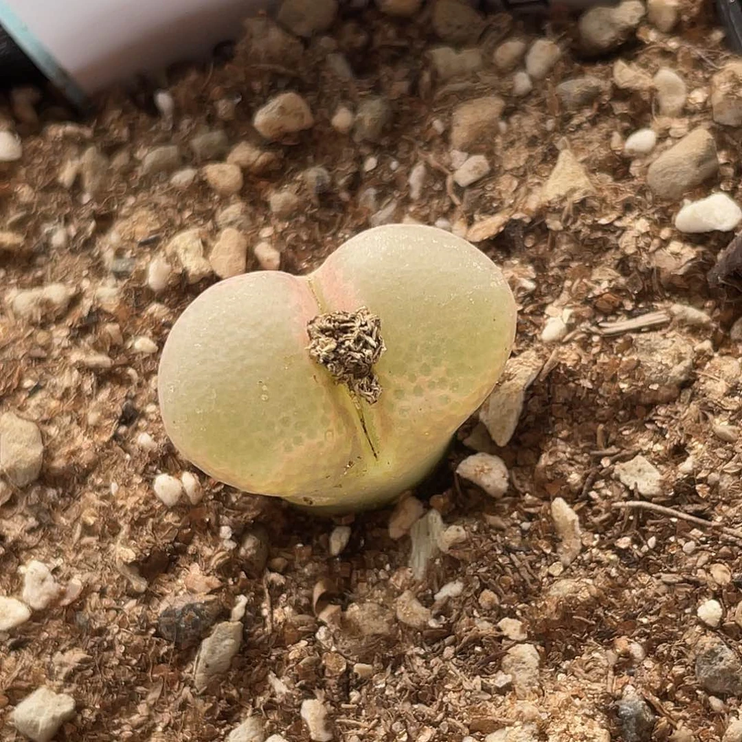 w****〆6-61肉锥多肉植物