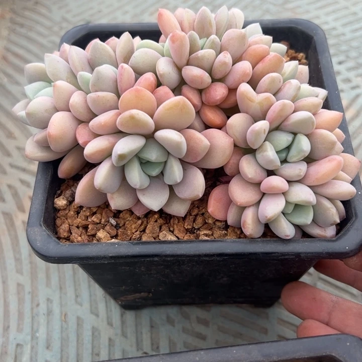 花瓣鹿朵朵缀小树