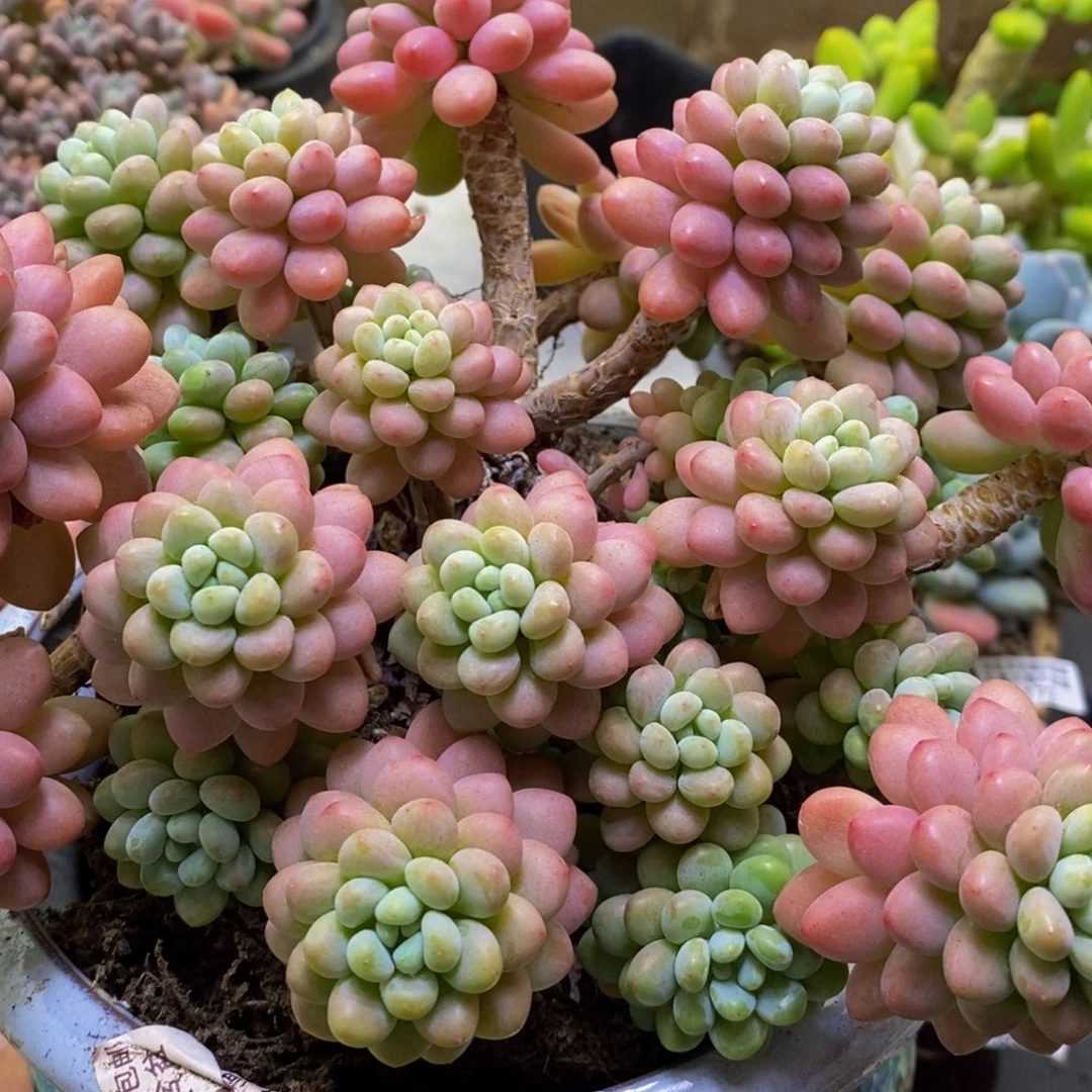 072鱼子酱18cm多肉