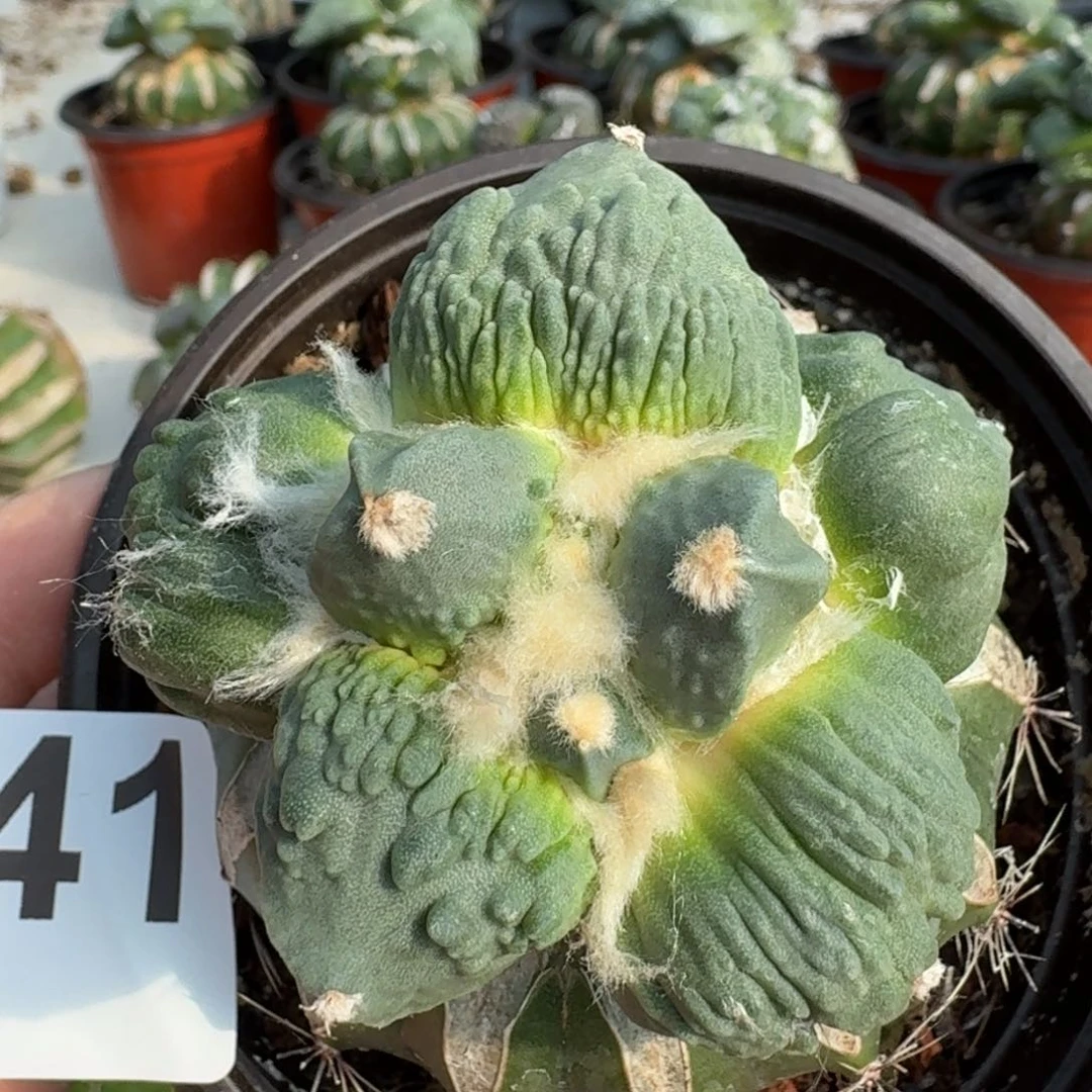 【闪购商品】无花朵栗源怒涛541