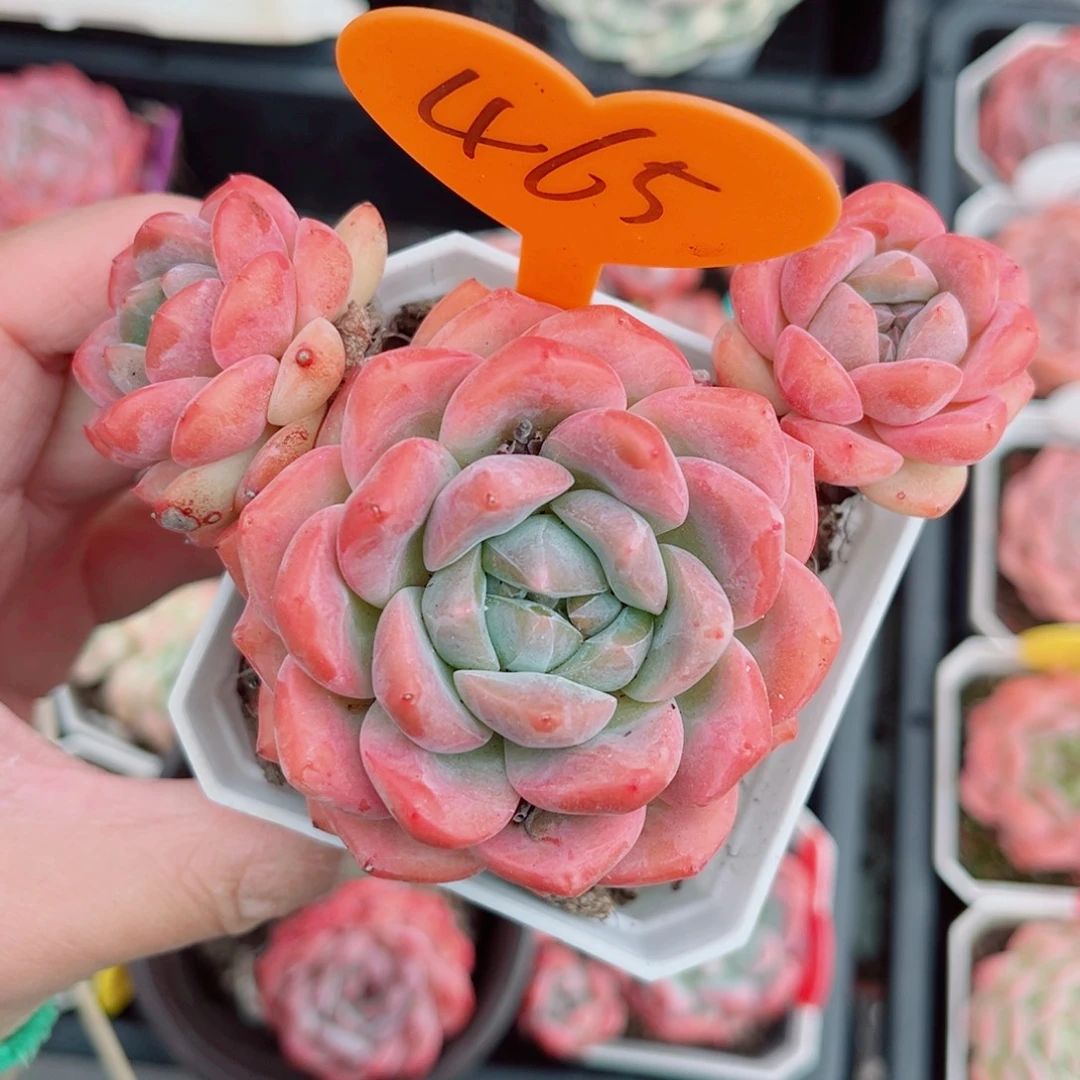 465号小老桩糖心群