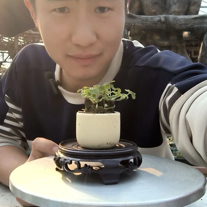 哦*…小盆景小植物一物一拍220