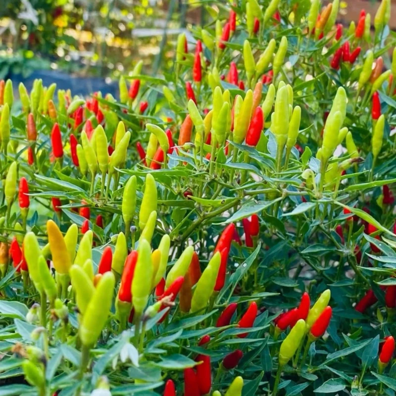 贵州深山白米辣椒