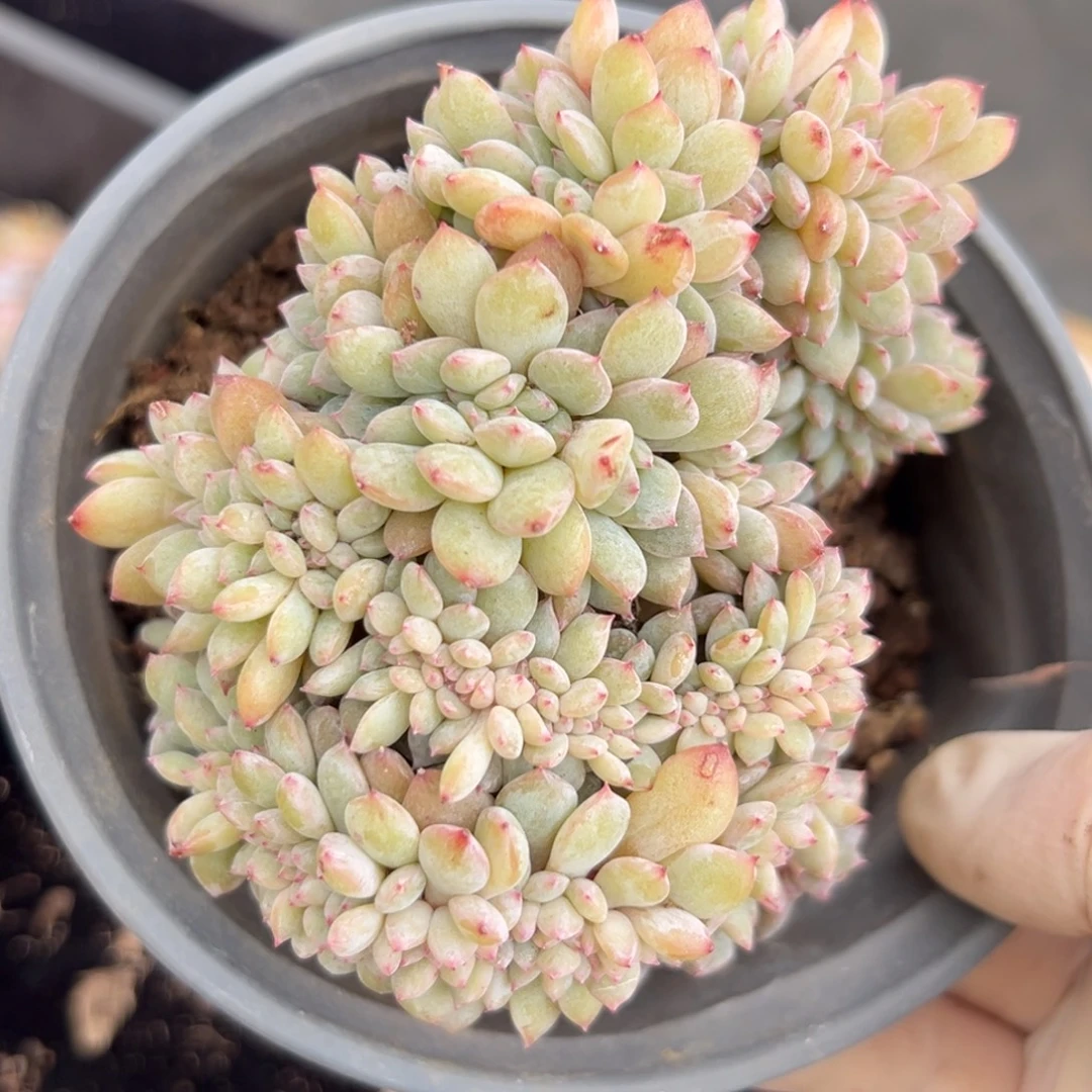 有侧切 新年快乐 新年快乐