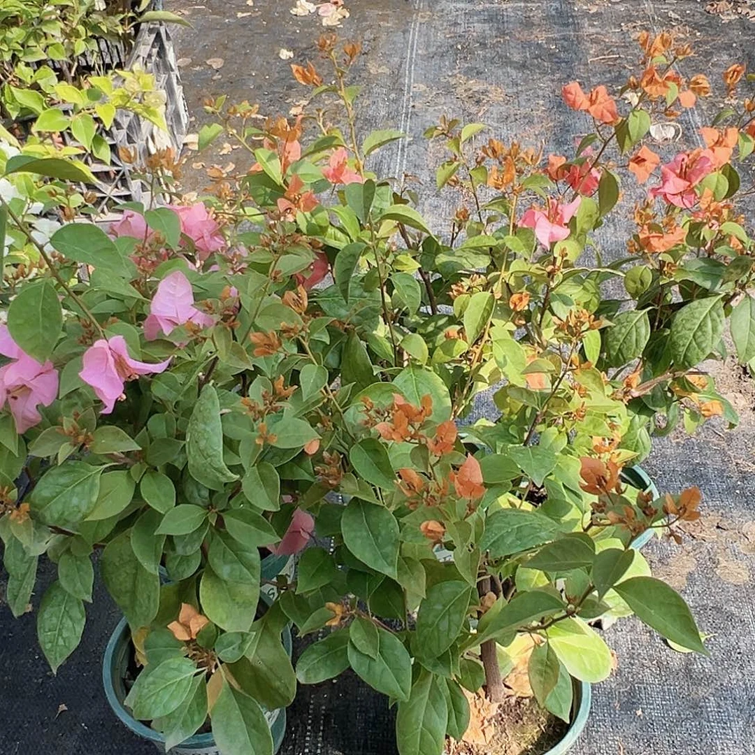 大部分花苞少量开放金发女郎掌中宝一棵