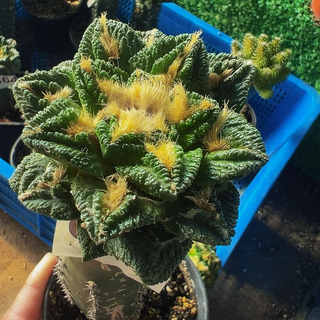 无花朵福利隔尤辛顿牡丹668