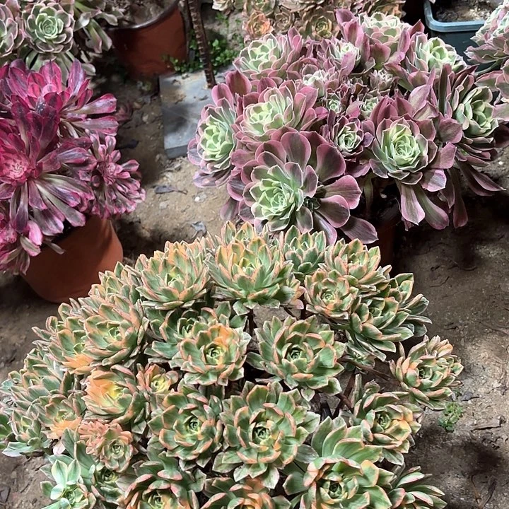 多肉植物法师甜茶56