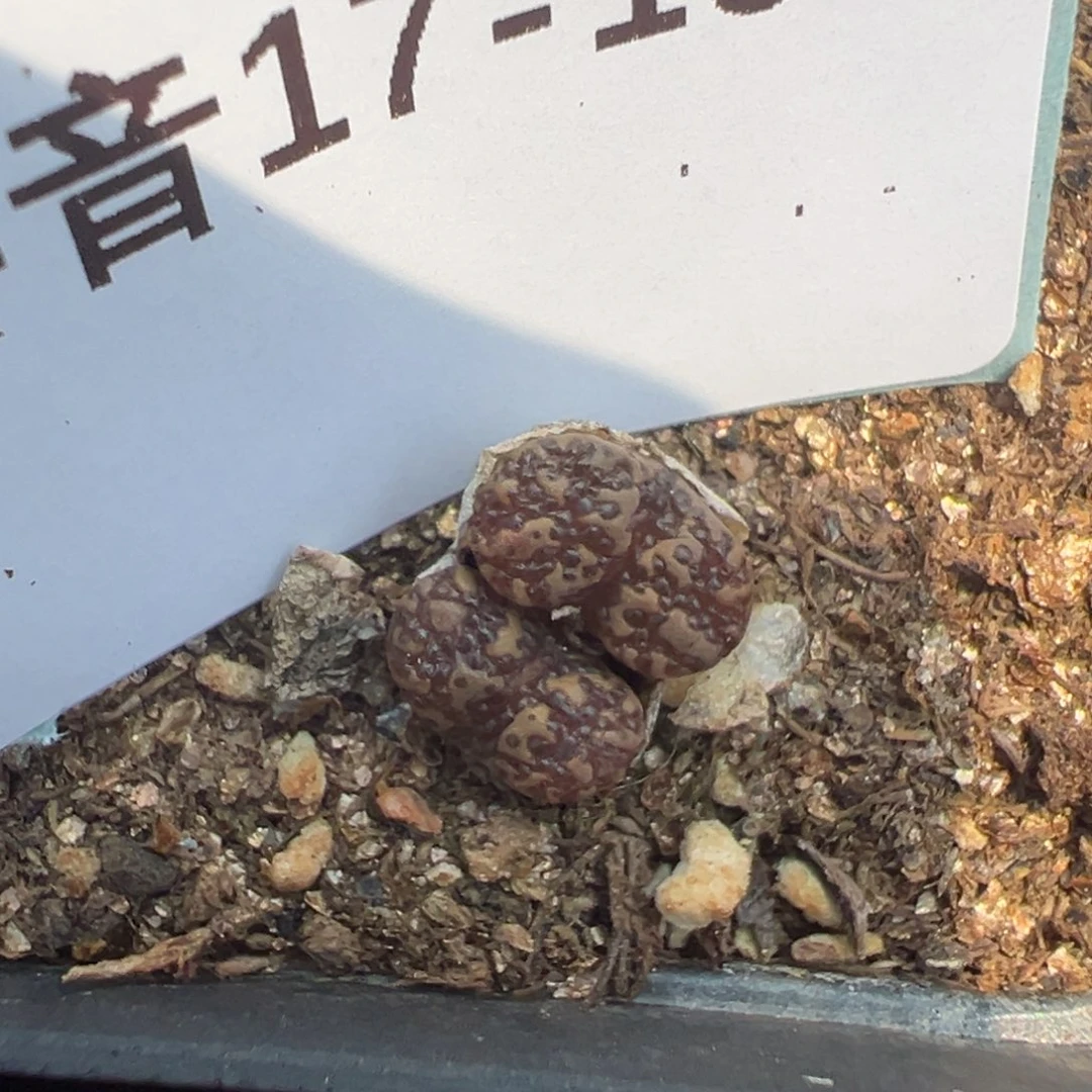 17-161泡泡勋章多肉植物