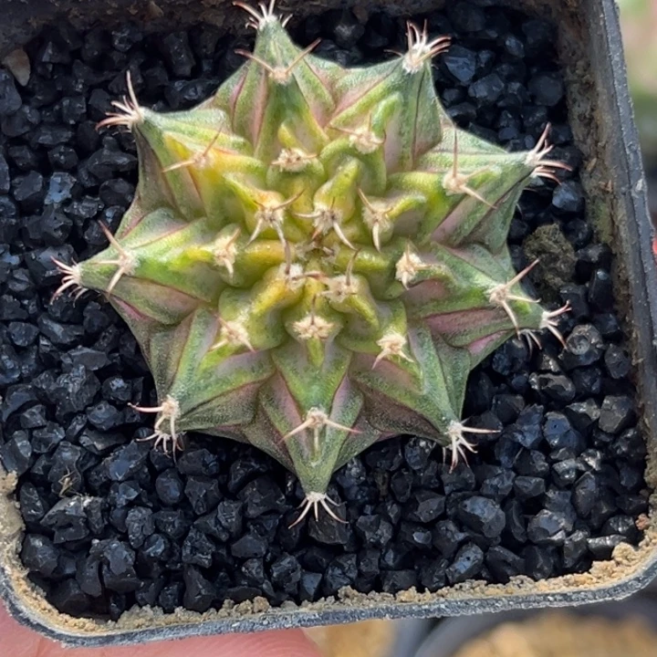 泰国米哈仙人球02