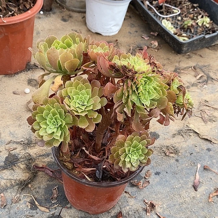 红桐缀多肉植物027