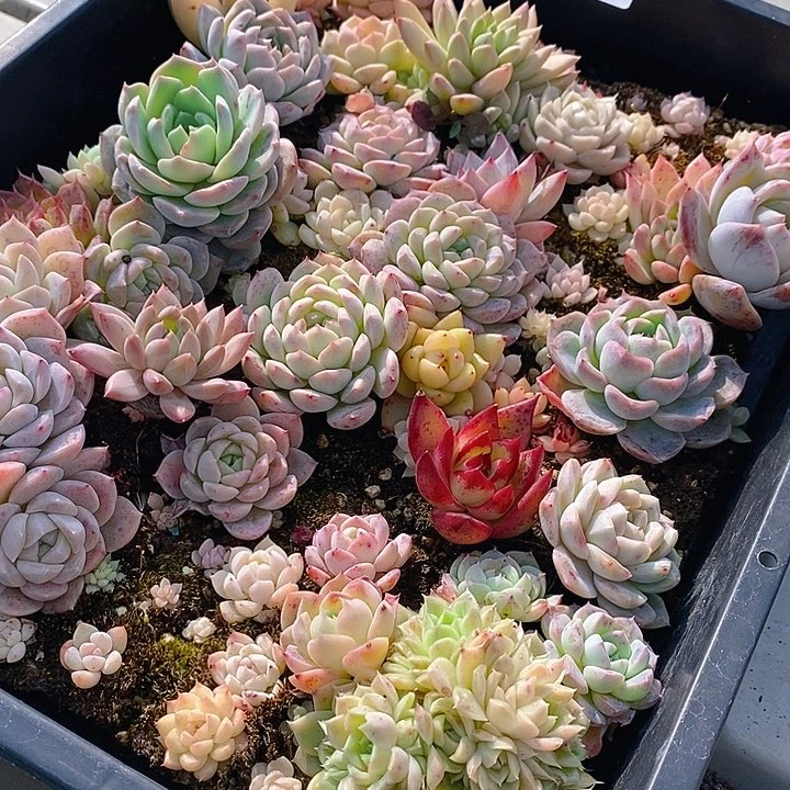 273 多肉植物盆栽花卉