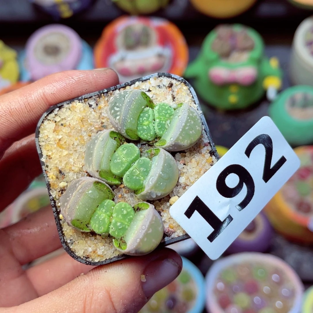 192生石花带盆发