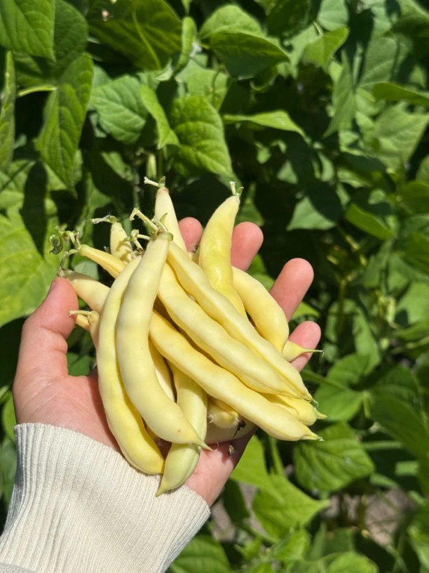 【李昭昭】东北黑龙江黄金勾豆角