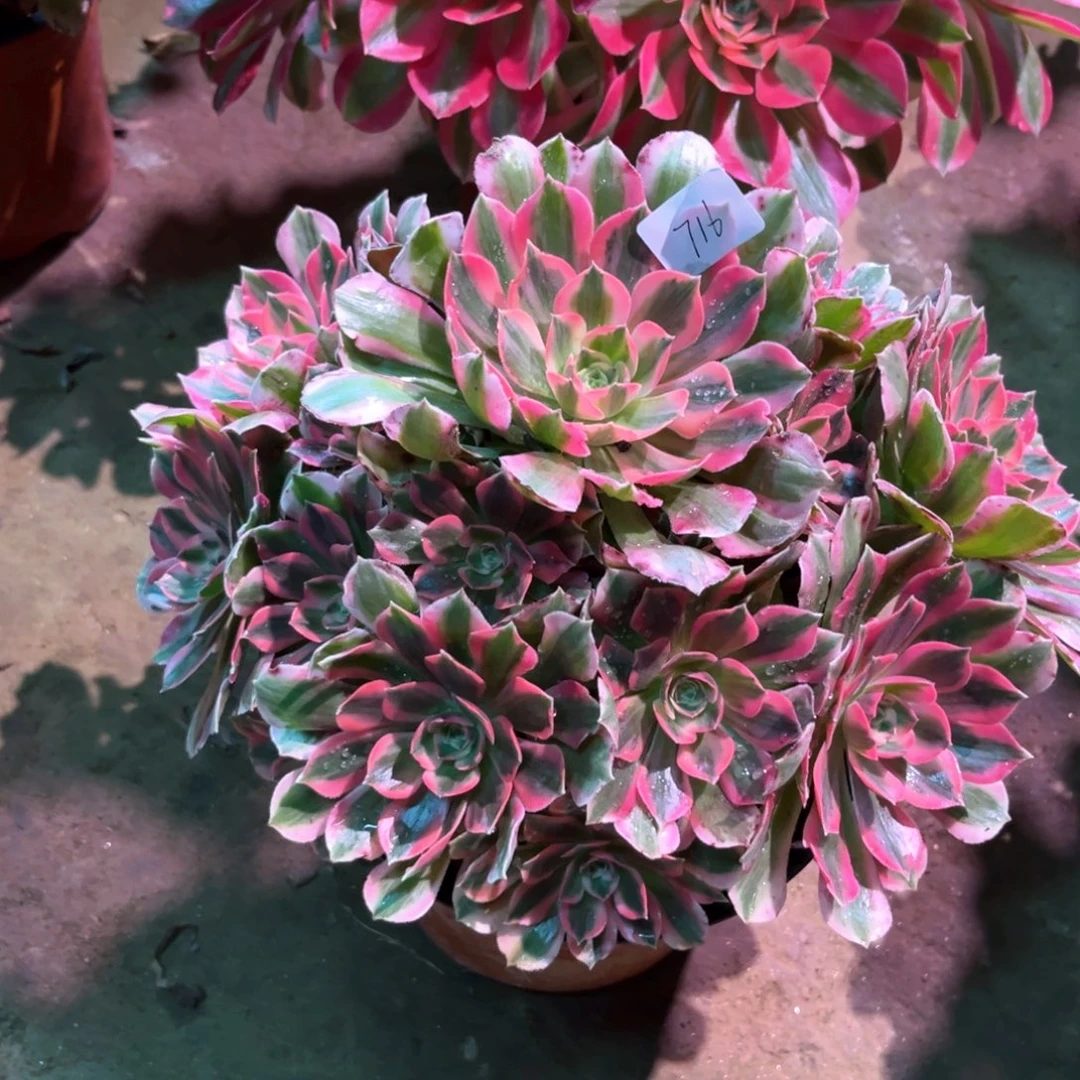 花多肉植物女妖716
