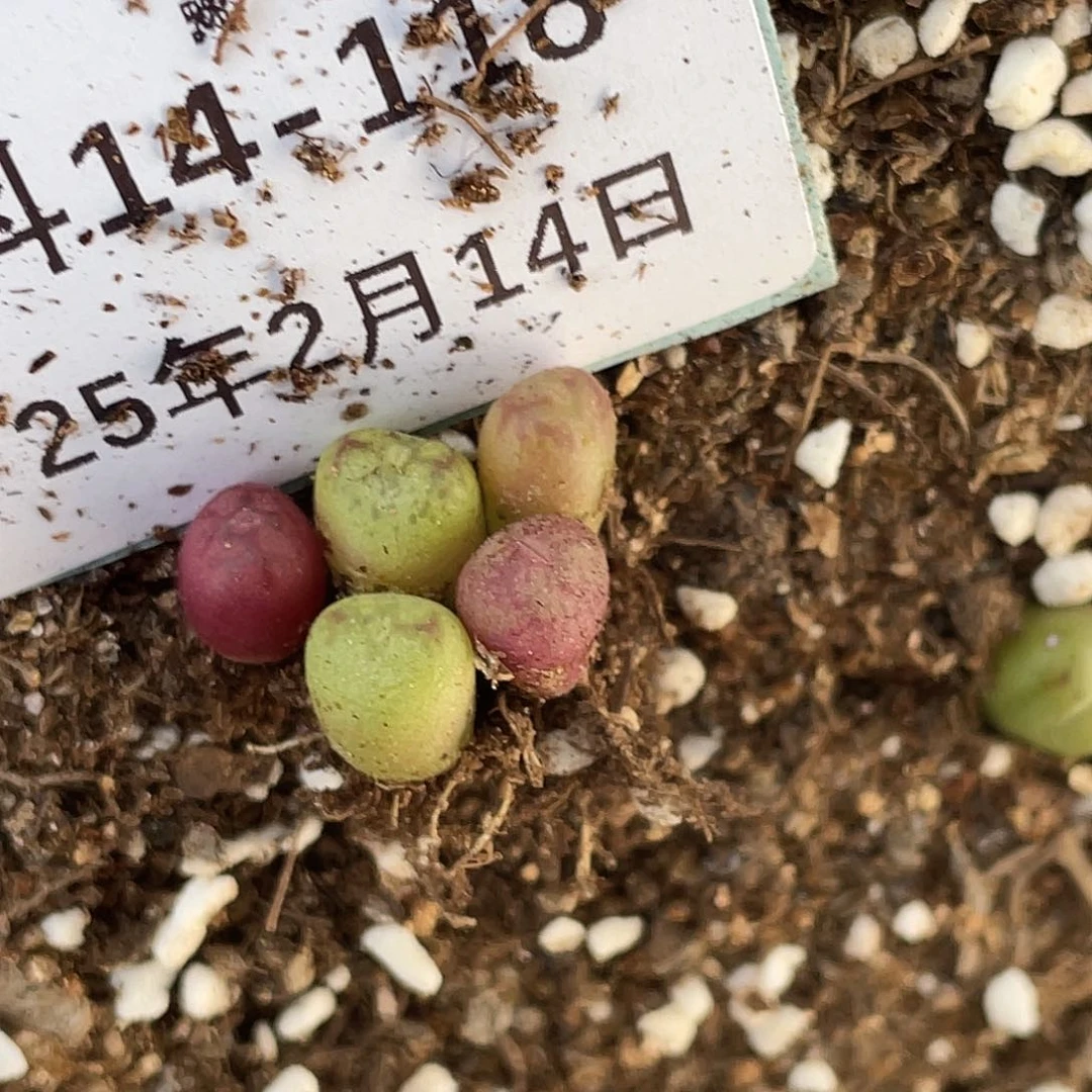 清***巷14-118肉锥多肉植物