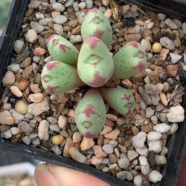 精品多肉植物精品多肉