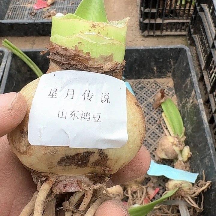当前无花朵，栽培后可花朵知**乐星月