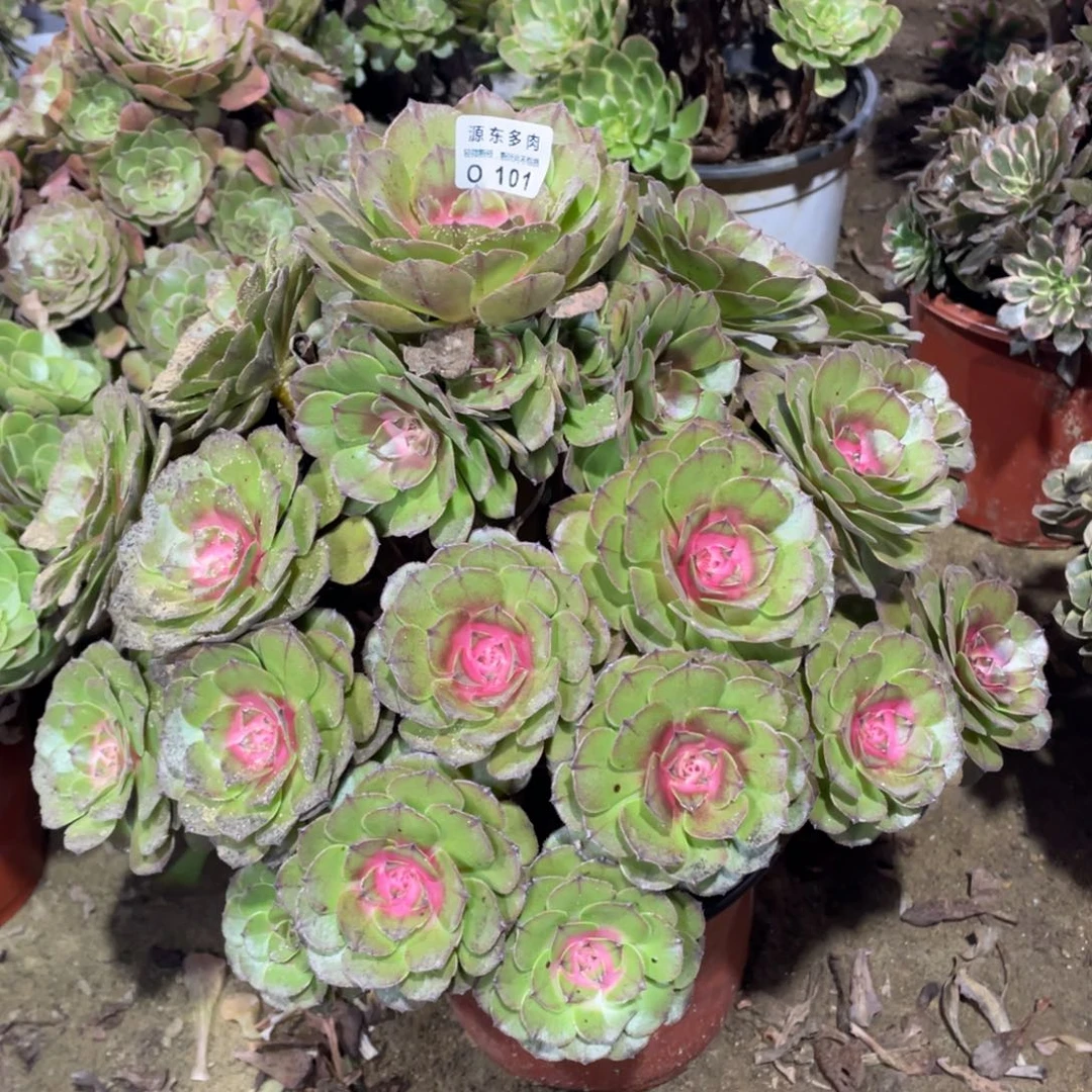 101红太阳多肉法师断枝不包